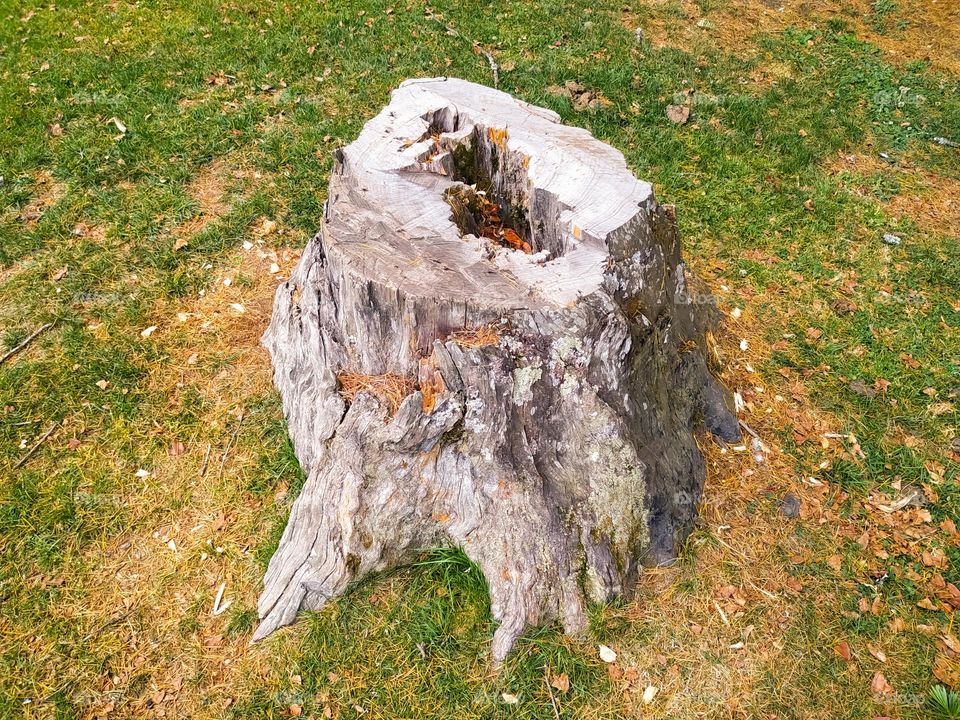 A cut dry root of an old tree in the park.