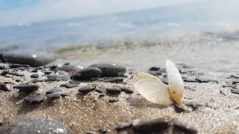 Clam on beach