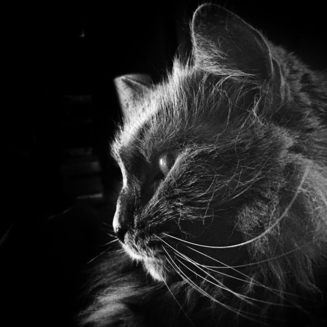 cat