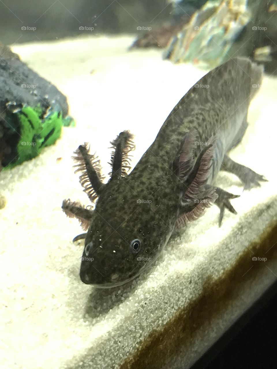 Black axolotl 