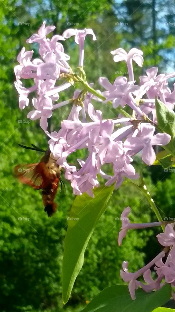 Humming bee beauty