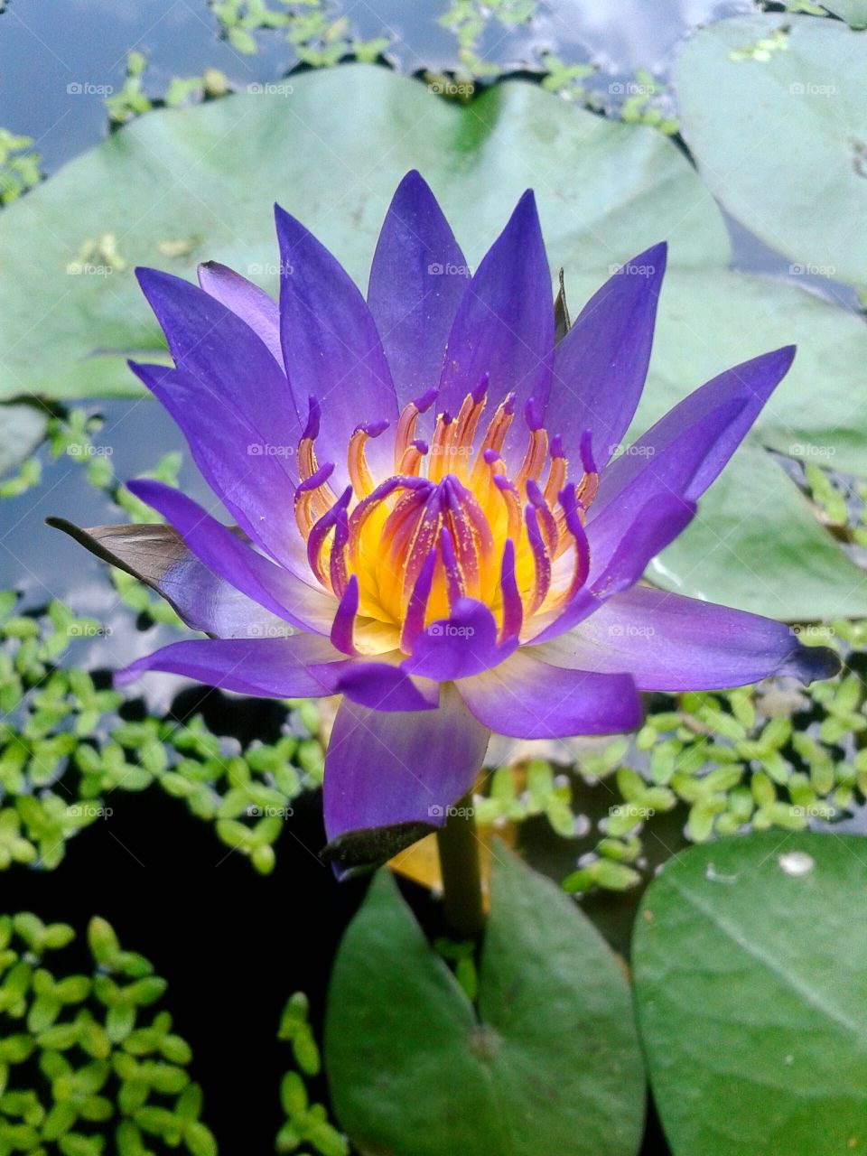 lotus. lotus flower