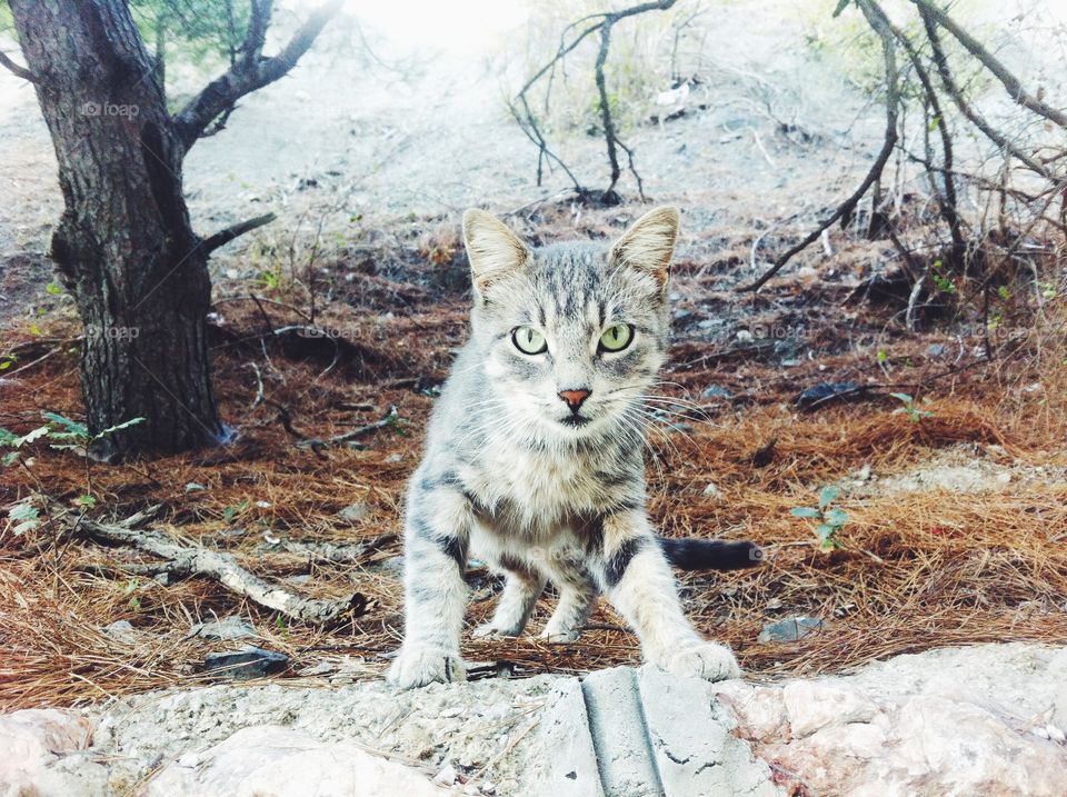 Nature, Cat, Outdoors, Mammal, Wood