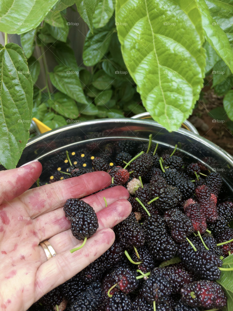 Mulberries, freshly picked, organic and juicy, dark purple black, female hand, stained with its juices, holding one mulberry above a colander basket filled with berries in front of a mulberry bush tree outdoors