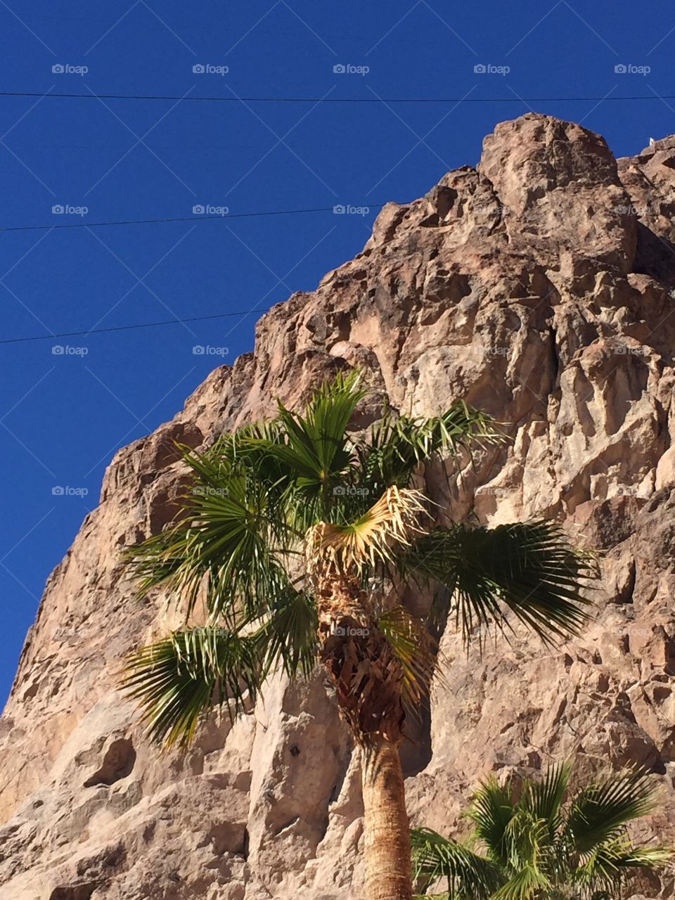 Palm Tree against mountain 