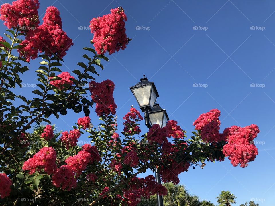 Street light with Crepe Myrtle