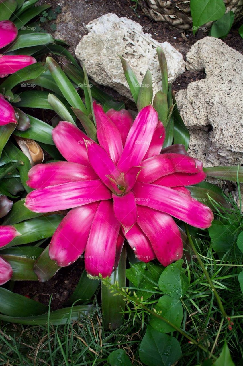 green botanical pink flower by jaedelrey