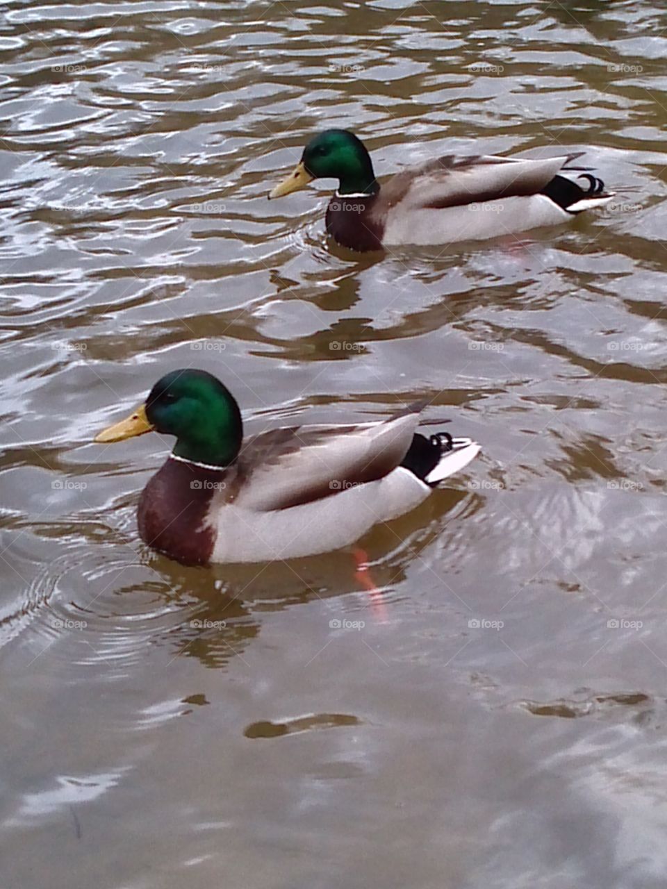 Ducks swimming in lake