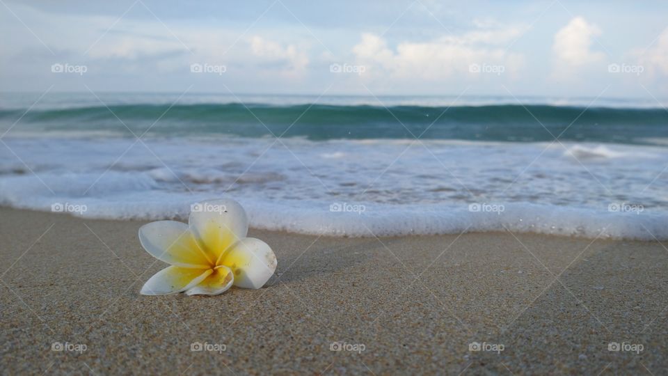 Leelawadee flowers by the sea