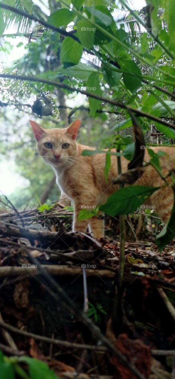Gato na selva