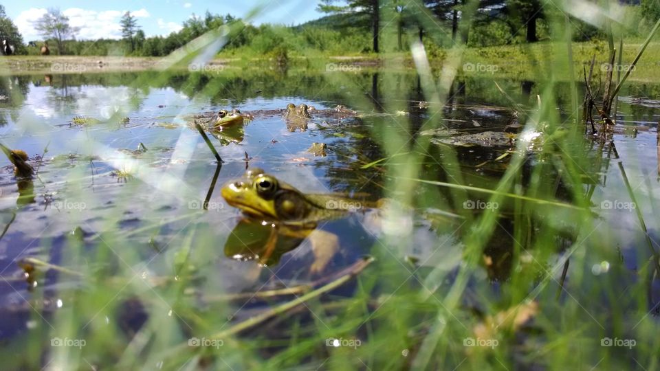 frogger frogger. Frogs in Maine