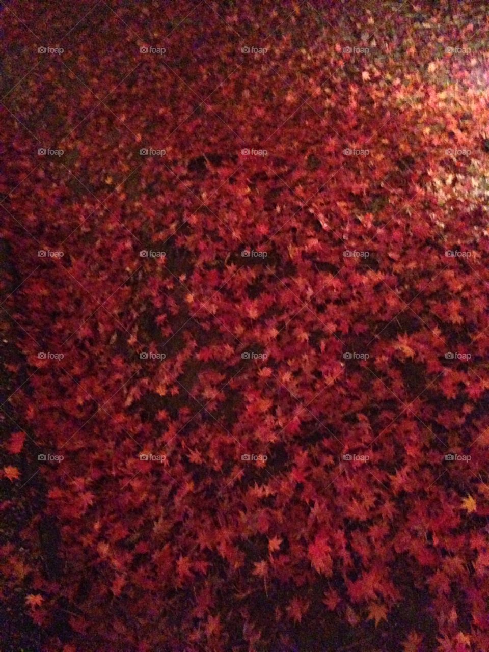 Red leaves on the ground. 