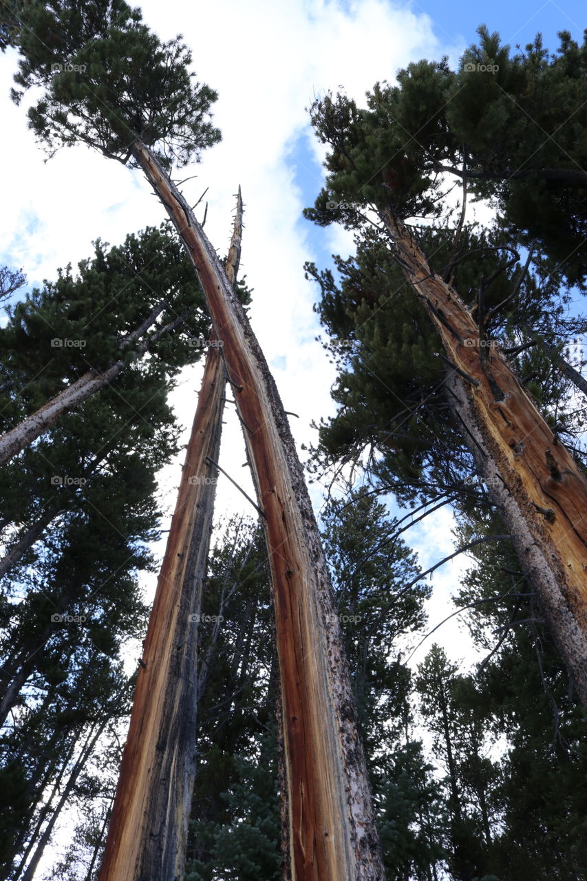 Looking up through the pine trees to a cloudy sky.