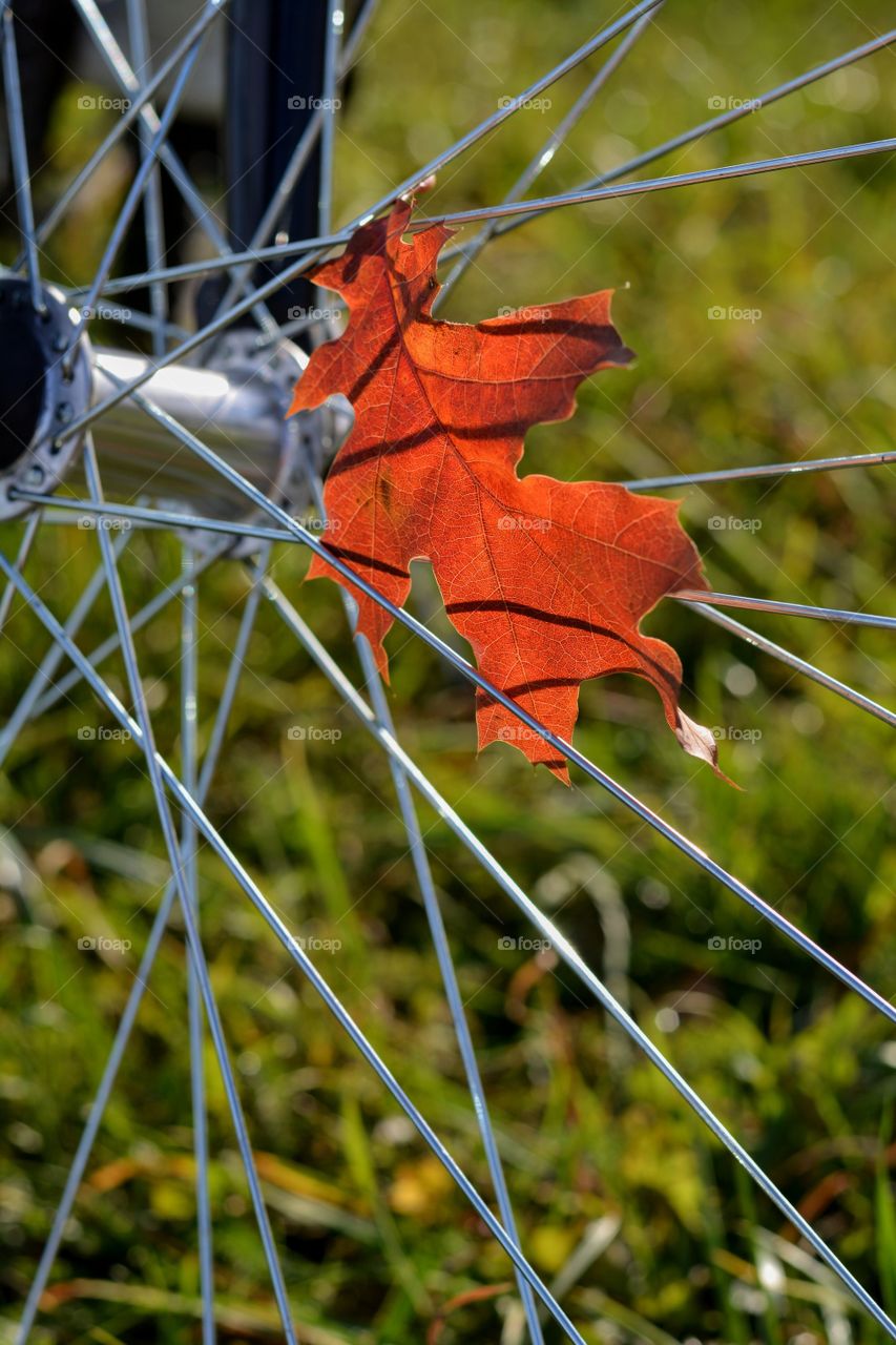 red autumn leaf on a wheel bike green solar background