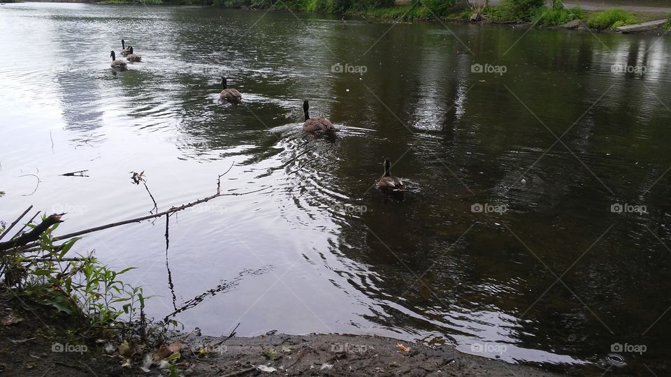 Water, River, Lake, Pool, Reflection