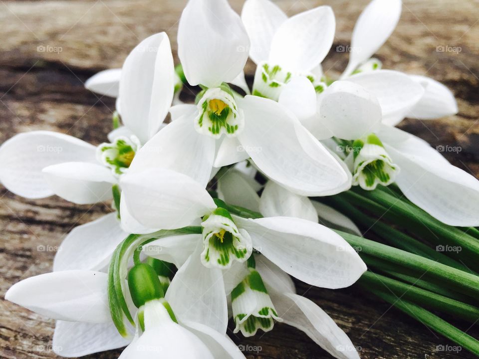 Bunch of white flowers on wooden table