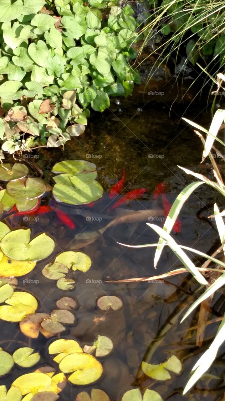 koi pond