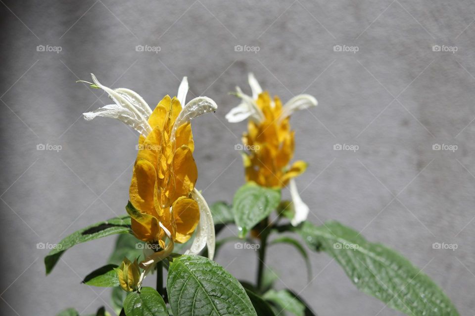 Pachystachys lutea