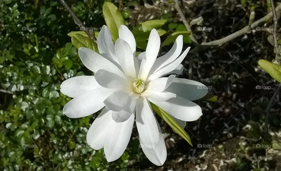 Flower