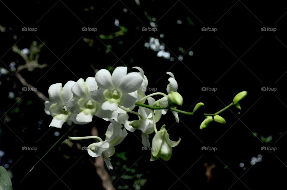 --White orchid ....
