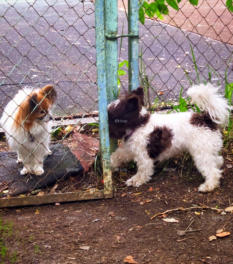 Love of two dogs.  One dog is outside the fence, the second dog is trying to swoop through the fence