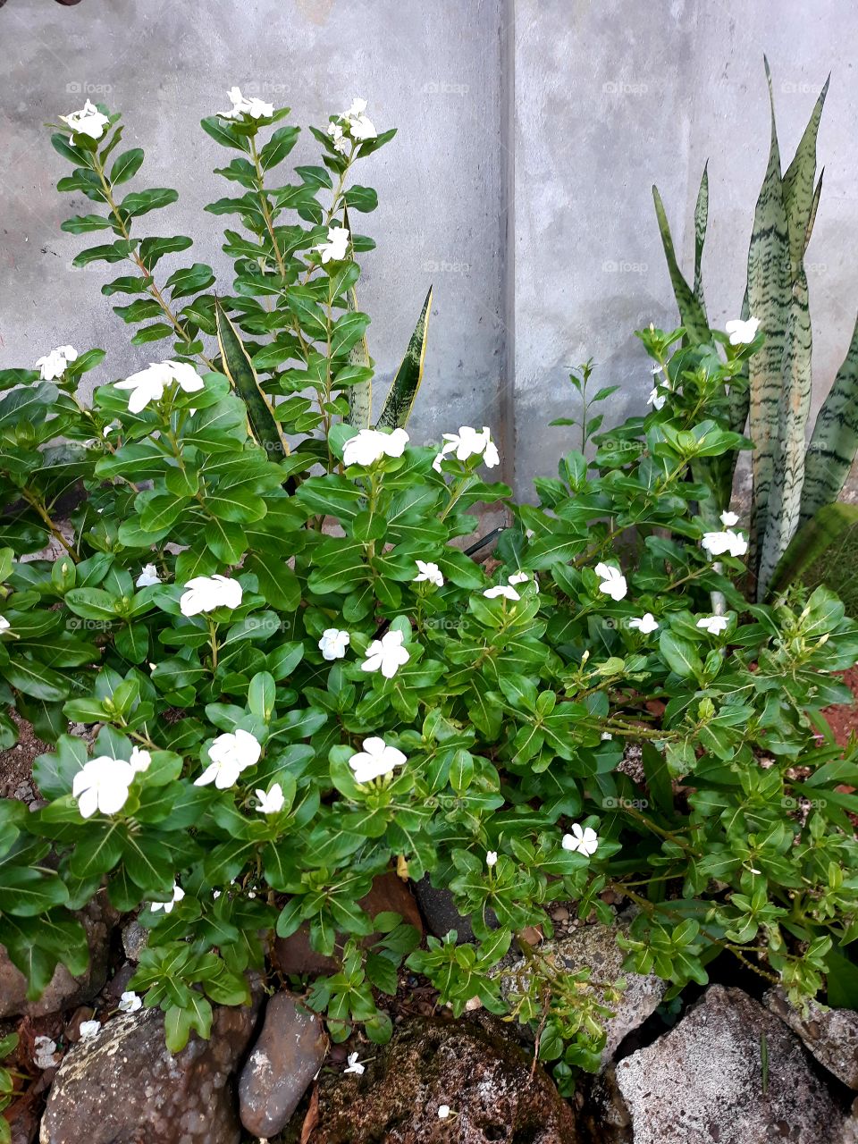 White flowers