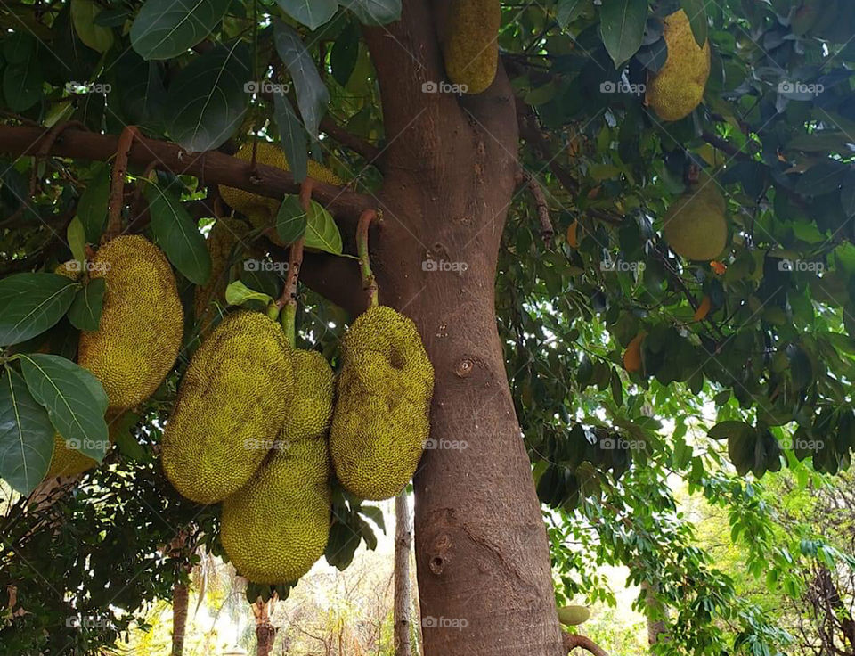 jackfruit 