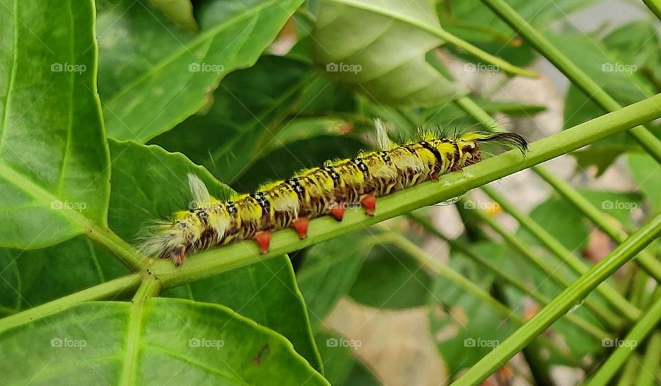 butterfly larva