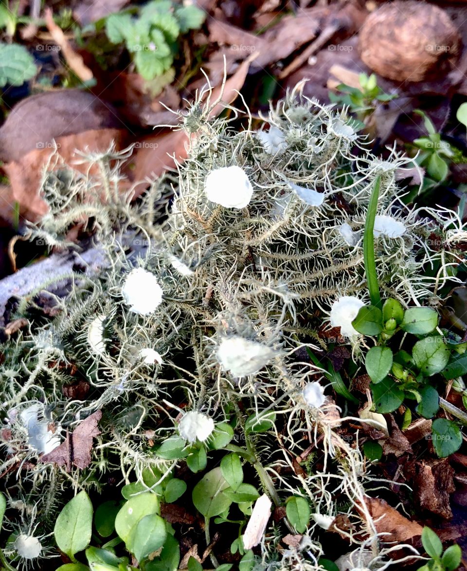 Delicate green and white lichen growth on twig amid other low growing vegetation 