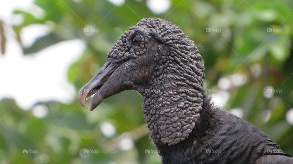 Vulture animal found in nature, death, butcher, black, native, wildlife, nature