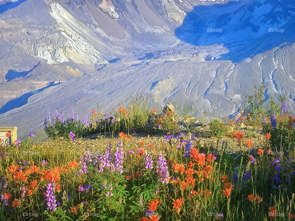 Lillie’s of The Valley 