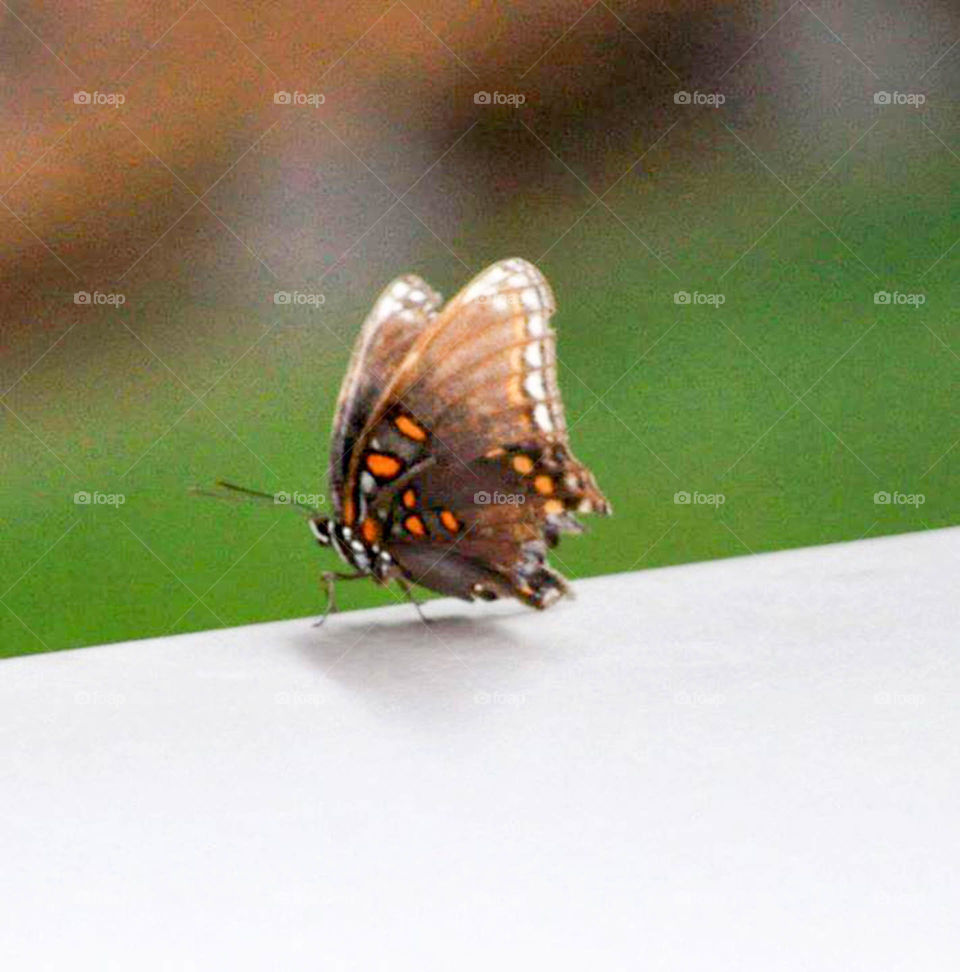 Butterfly. butterfly landing briefly on my deck