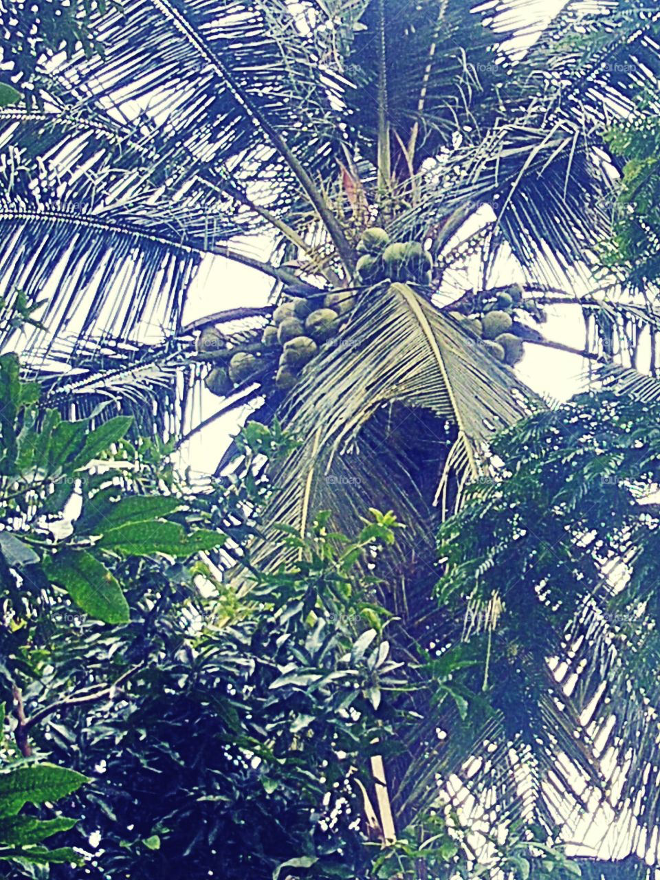 Coconut tree with lots of fruit