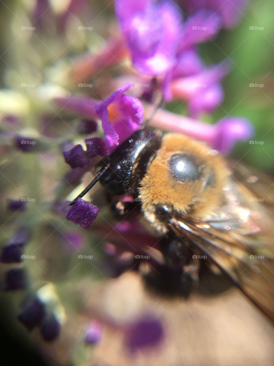 Bumblebee on purple flower