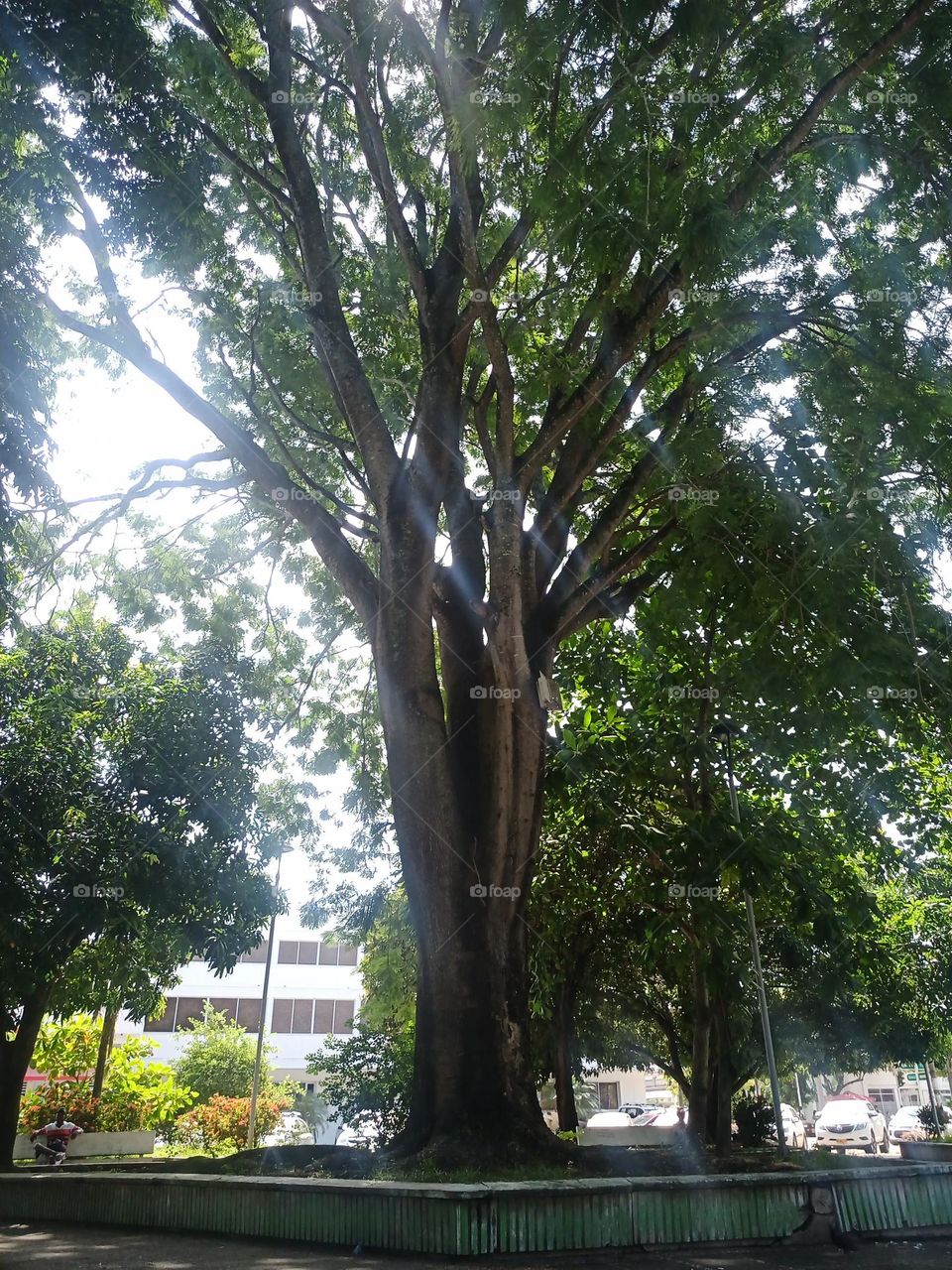 Árbol grande. Su majestuosidad nos enseña como el ingenio y la creatividad cuando se combinan, el resultado es impresionante y hermoso.