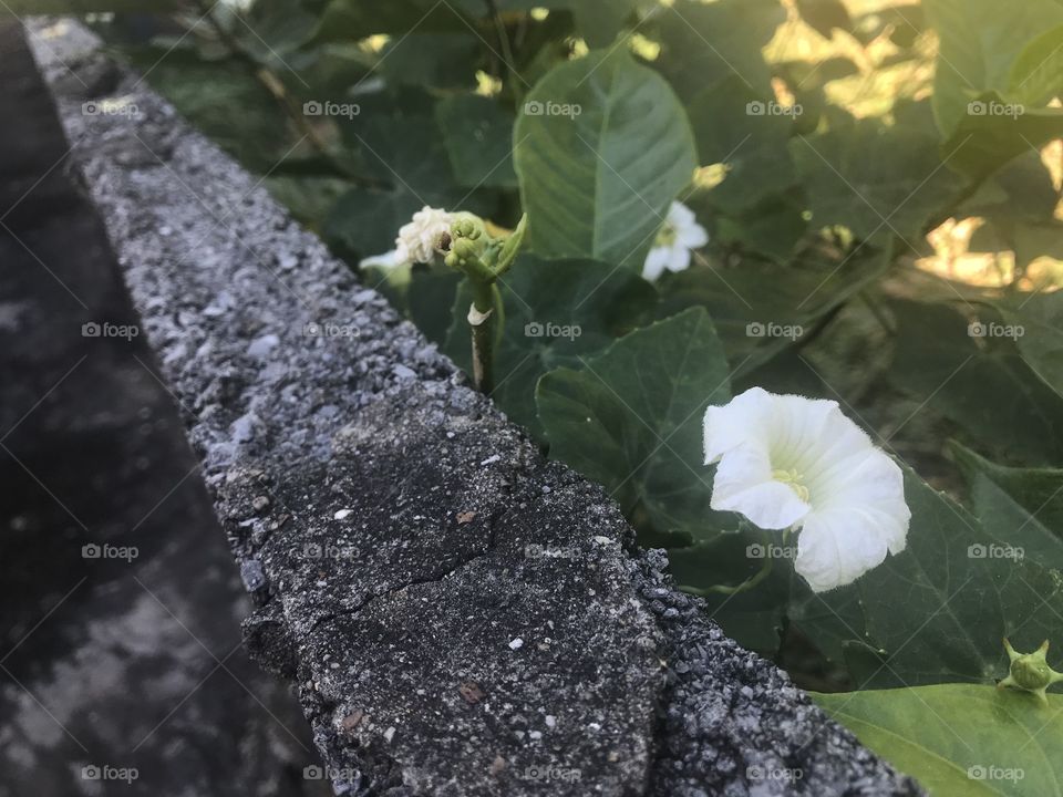 Wall, flowers and nature.