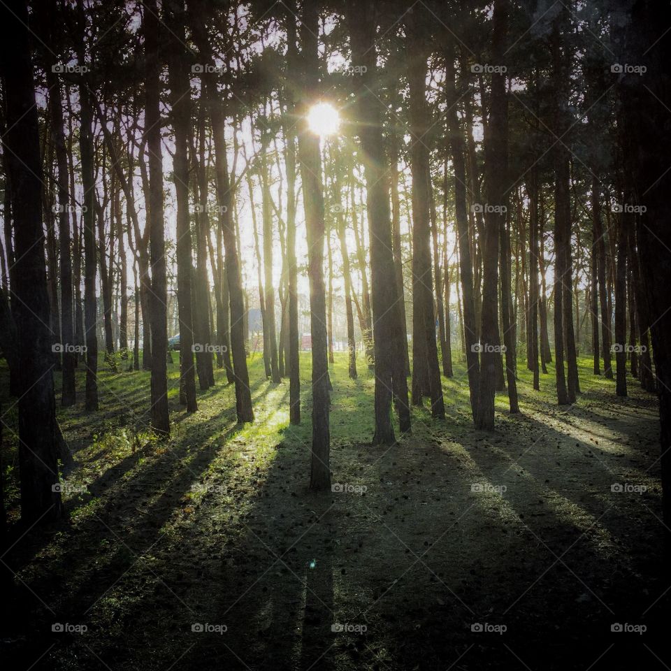 View of tree trunk in forest