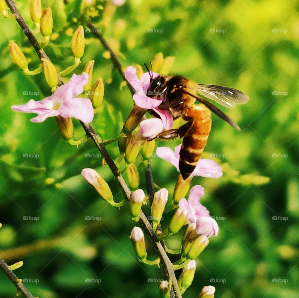 Honeybee