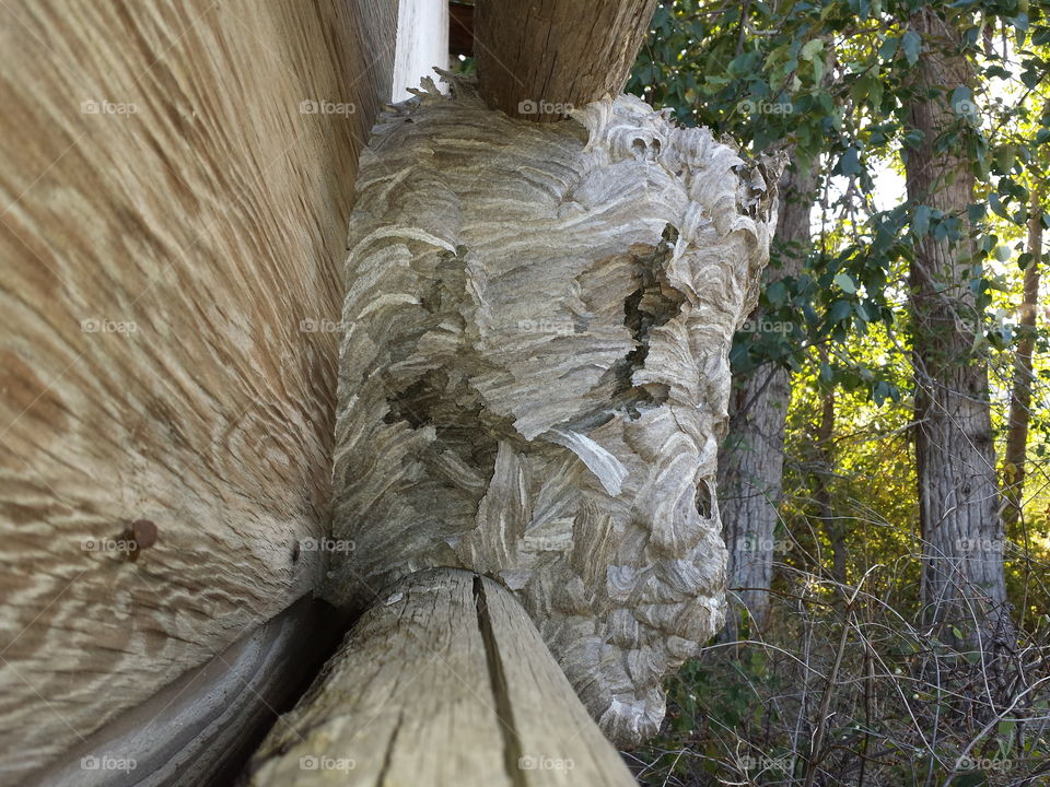 Hornet nest damaged in storm