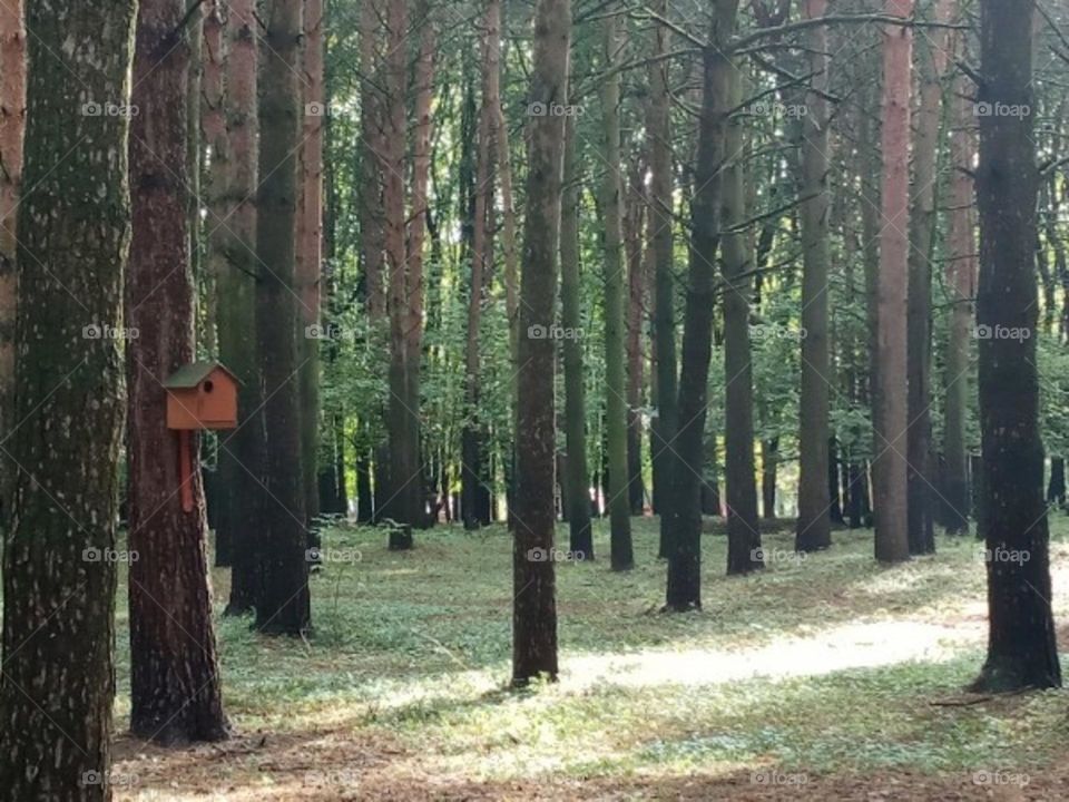 Тульский парк им П.П.Белоусова