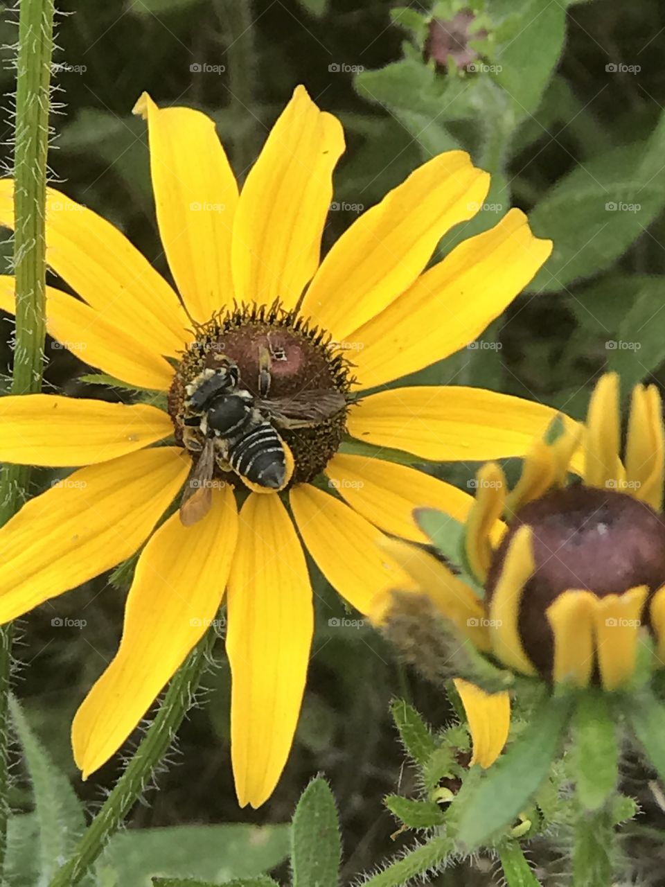 Sun flower with bee