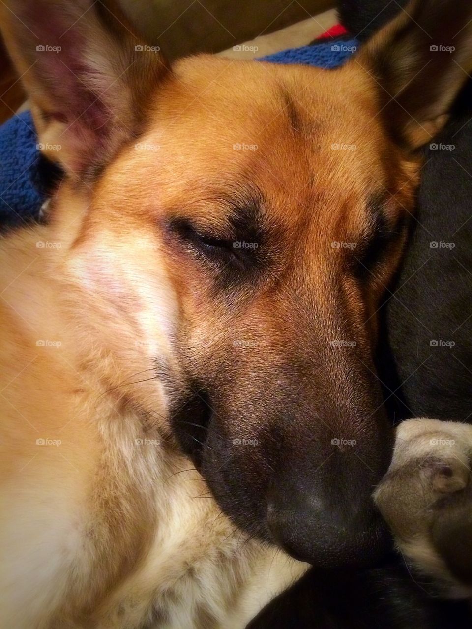 Let sleeping dogs lay