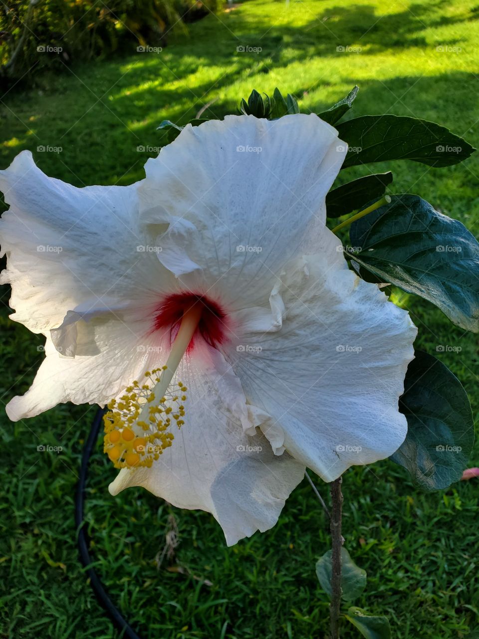 hibiscus
