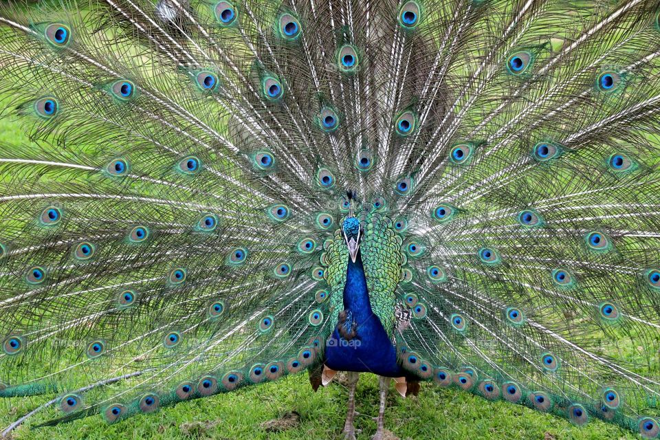 Peacock
