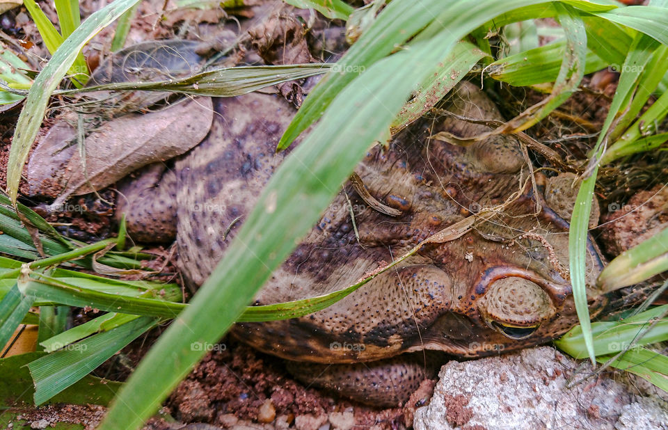 Camouflaged frog