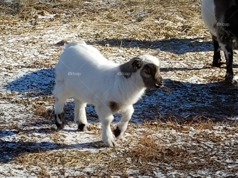 Miss Holly goat