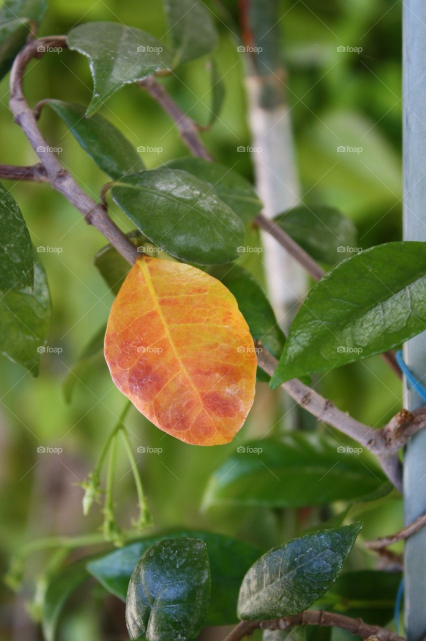 Single tricolored orange, red and yellow leaf 