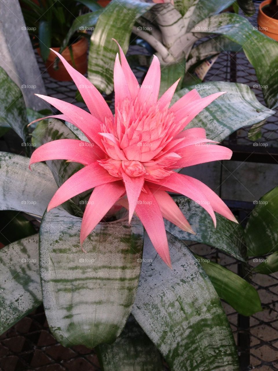 Flower bromeliad