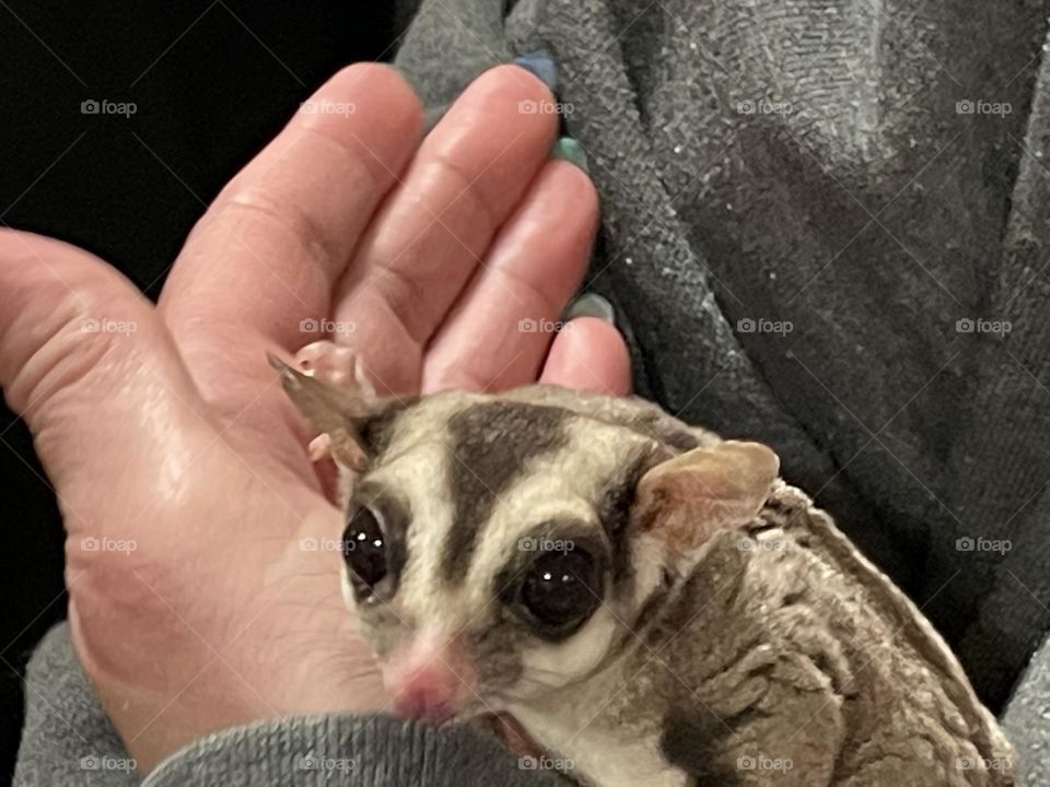 You tell me what this animal is, so soft and small, curious, fast, chair climber, and so adorably cute, being held by a woman