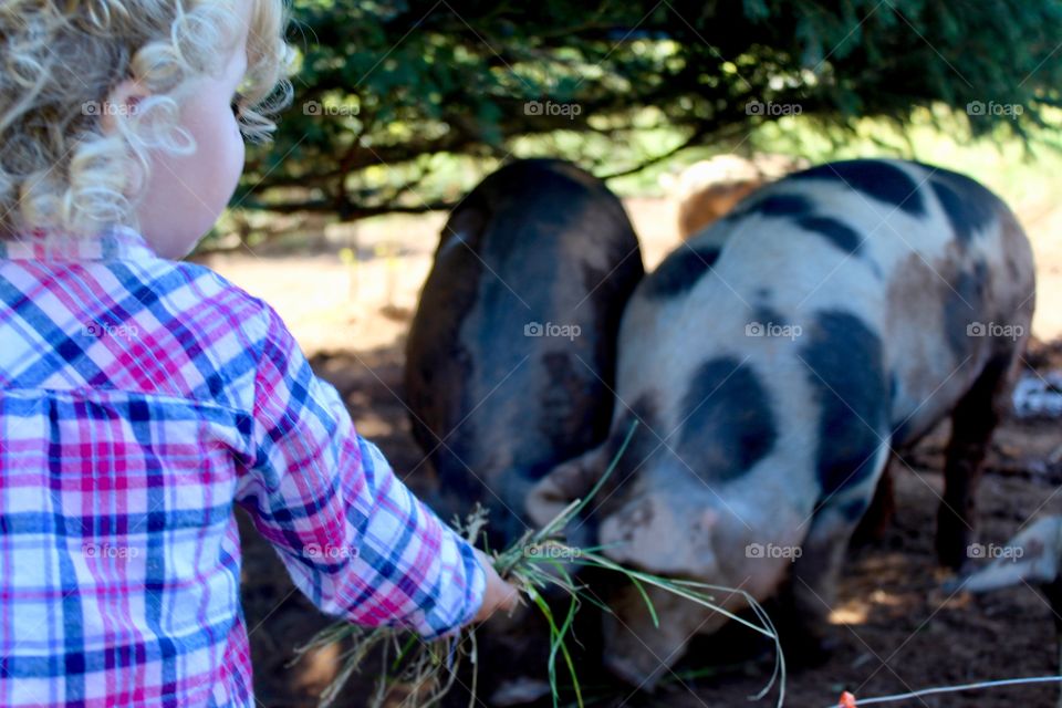 Feeding pigs on a farm